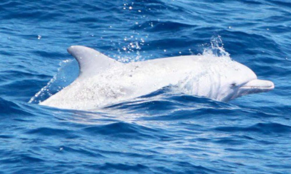 Photos of an Albino Bottlenose Dolphin in Algoa Bay, Eastern Cape