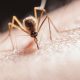 Jimmy Chan -NICD reports increase in malaria cases