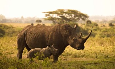 Rhino poached at local game reserve