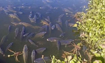 fish in distress at Hartbeespoort Dam