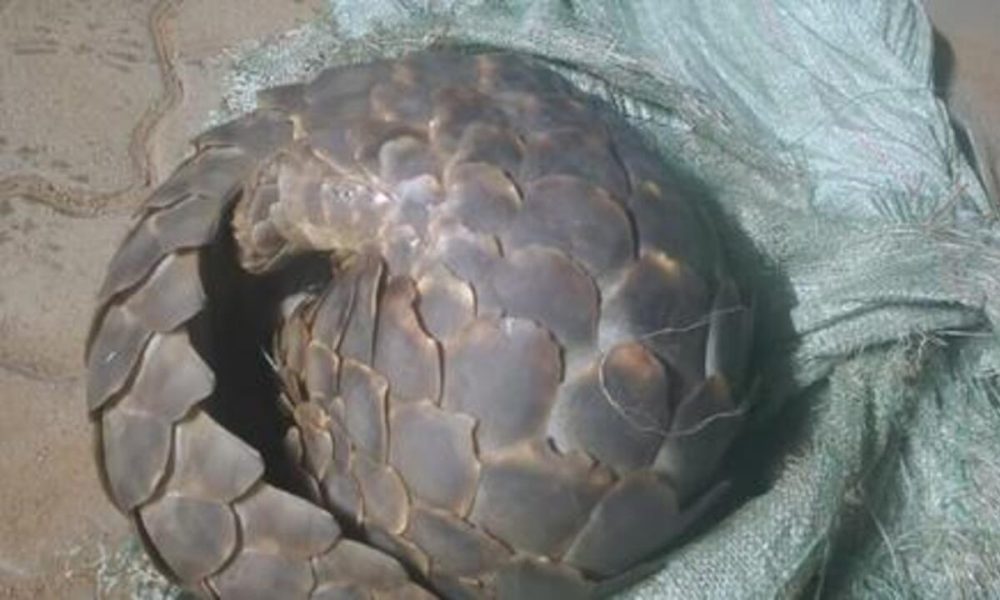 Pangolin Trafficking