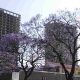 Tshwane will finally restore Schubart Park