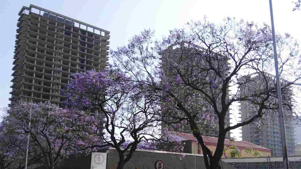 Tshwane will finally restore Schubart Park