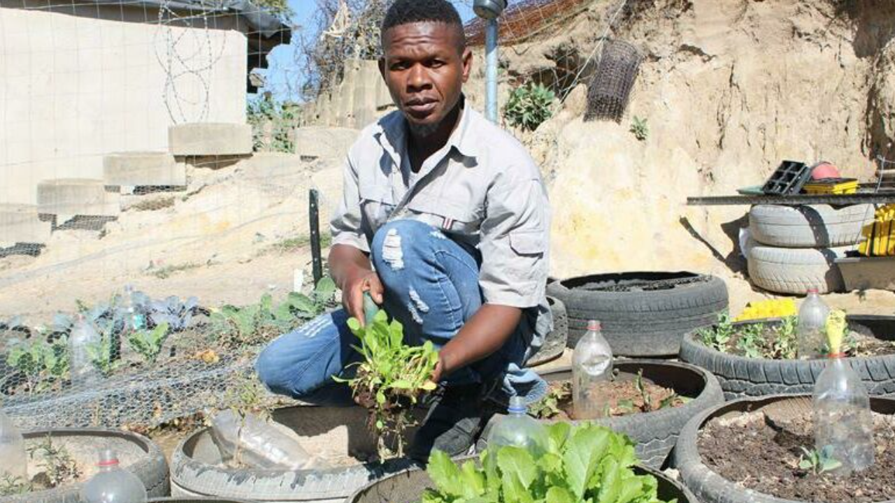 Vegetable Gardens