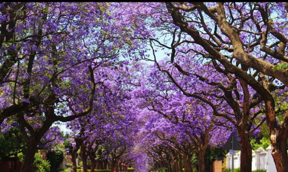 Early Flowering of Jacarandas in South Africa