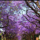 Early Flowering of Jacarandas in South Africa