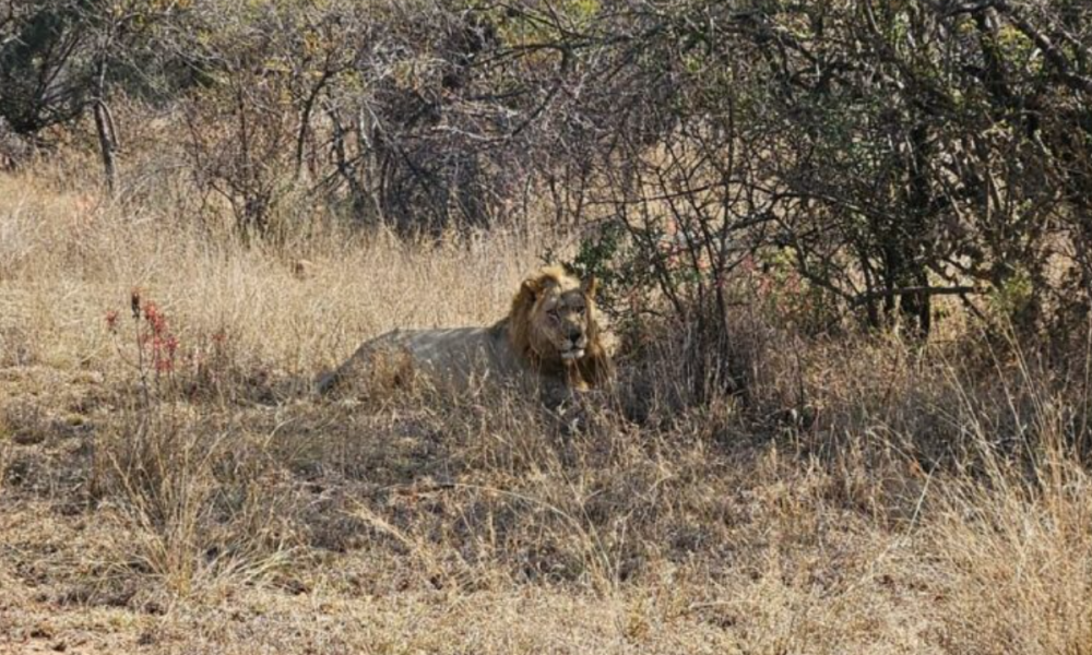 Fatal Lion Attack Claims Life of Man in Pretoria North Reserve