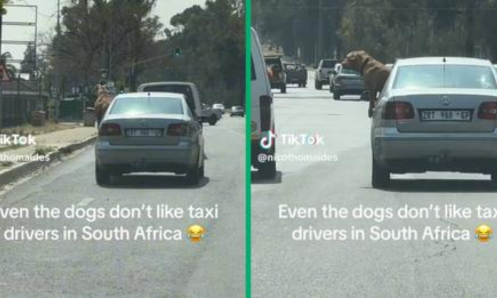 Johannesburg Dog's Taxi Confrontation Goes Viral with 499k TikTok Views