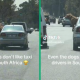 Johannesburg Dog's Taxi Confrontation Goes Viral with 499k TikTok Views