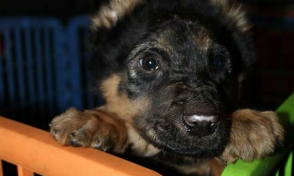 Puppy Rescued from a Tragic Fate