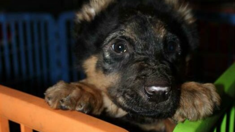 Puppy Rescued from a Tragic Fate