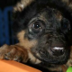 Puppy Rescued from a Tragic Fate