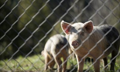 Simunye man has been charged with animal cruelty