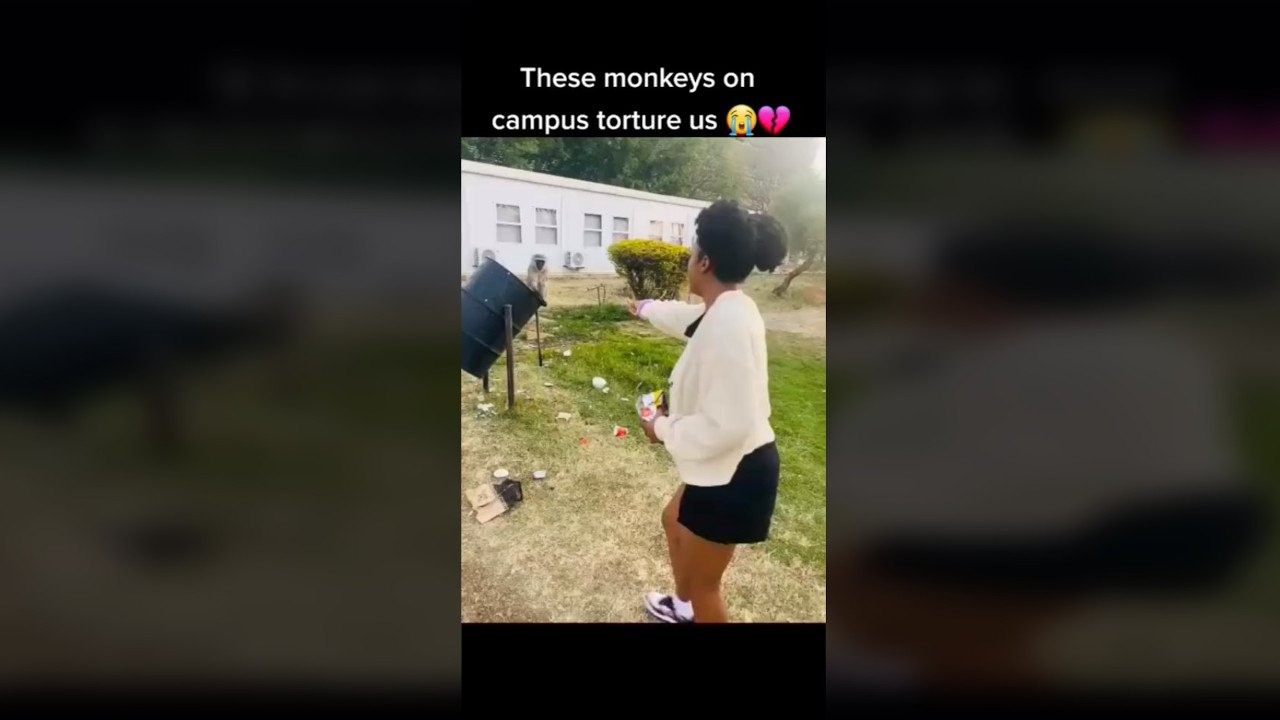 monkeys invaded a gauteng university