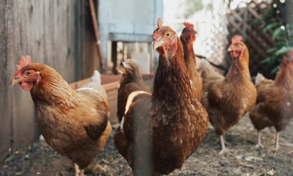 quantum foods farms have bird flu