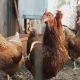 quantum foods farms have bird flu