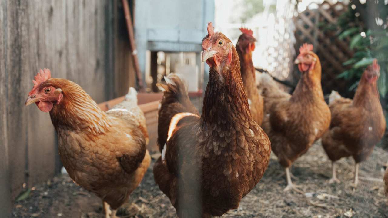 quantum foods farms have bird flu