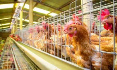 Government Urged to Address Avian Flu Outbreak, Says DA