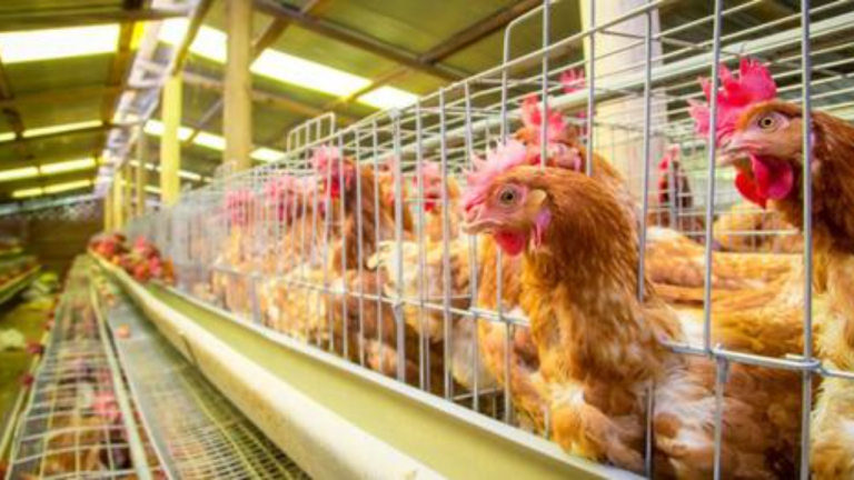 Government Urged to Address Avian Flu Outbreak, Says DA