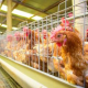 Government Urged to Address Avian Flu Outbreak, Says DA