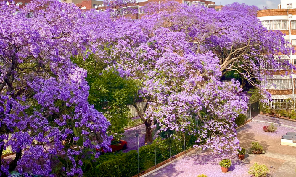 It's Jacaranda Season Four Gauteng Locations to Enjoy the Blossoms