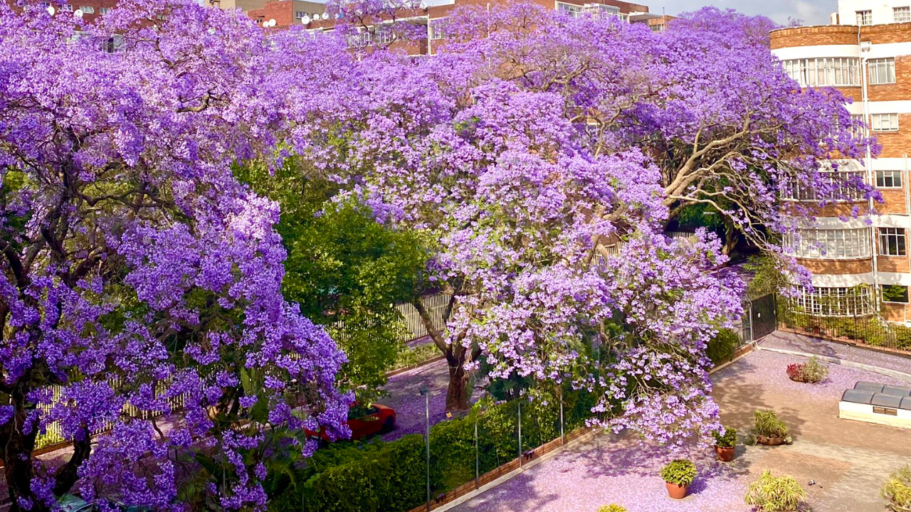 It's Jacaranda Season Four Gauteng Locations to Enjoy the Blossoms