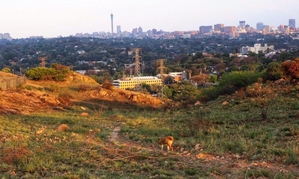 Melville Koppies plants thrive