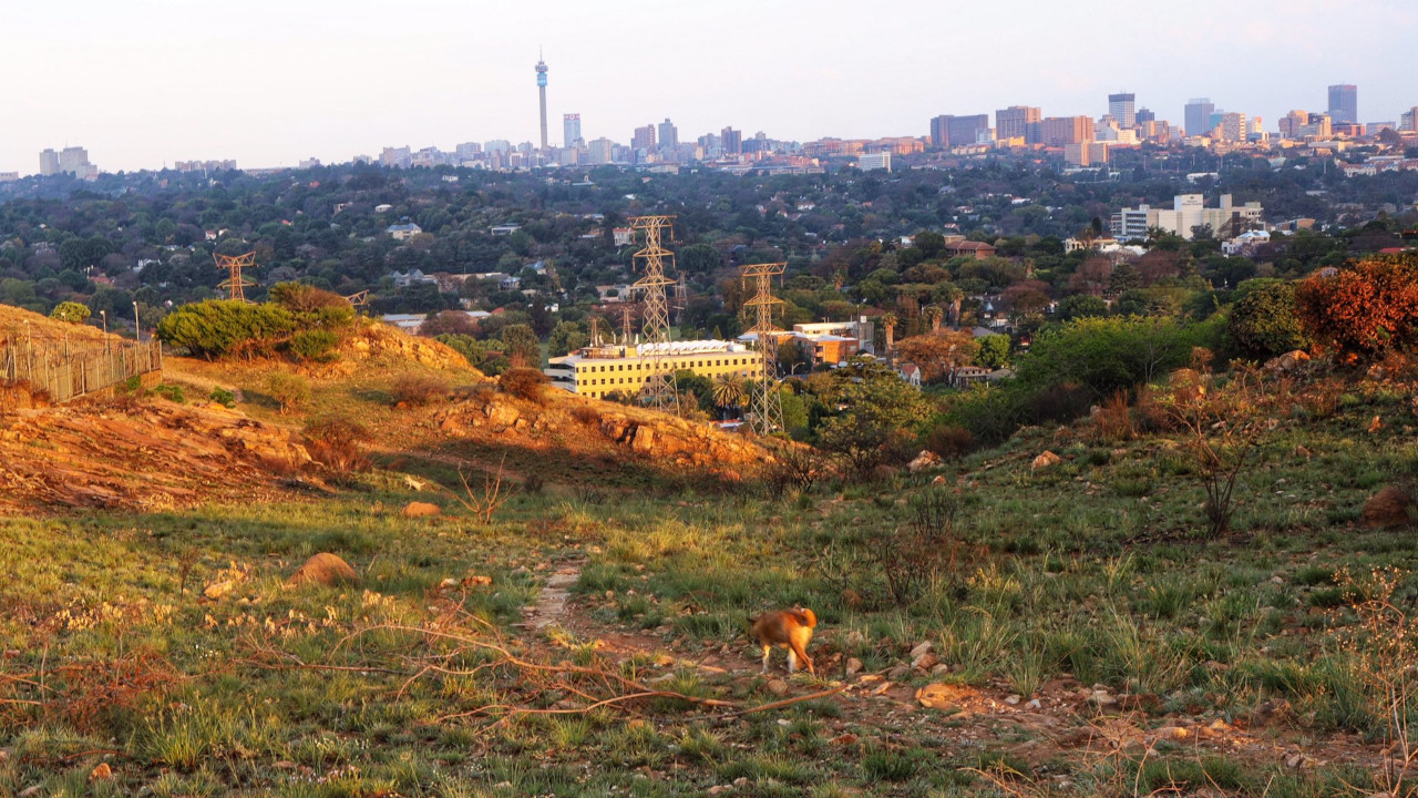 Melville Koppies plants thrive