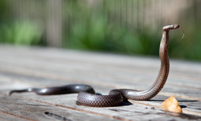 Snake Season Emerges