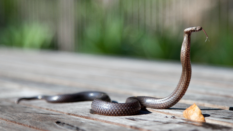 Snake Season Emerges