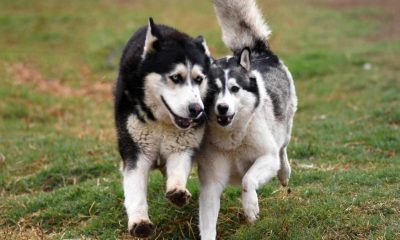 The Husky Romi Wolf Sanctuary