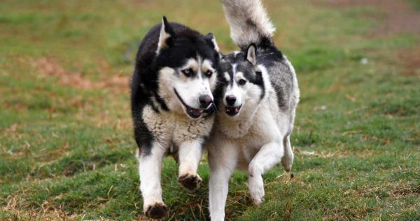 The Husky Romi Wolf Sanctuary