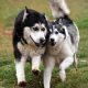 The Husky Romi Wolf Sanctuary