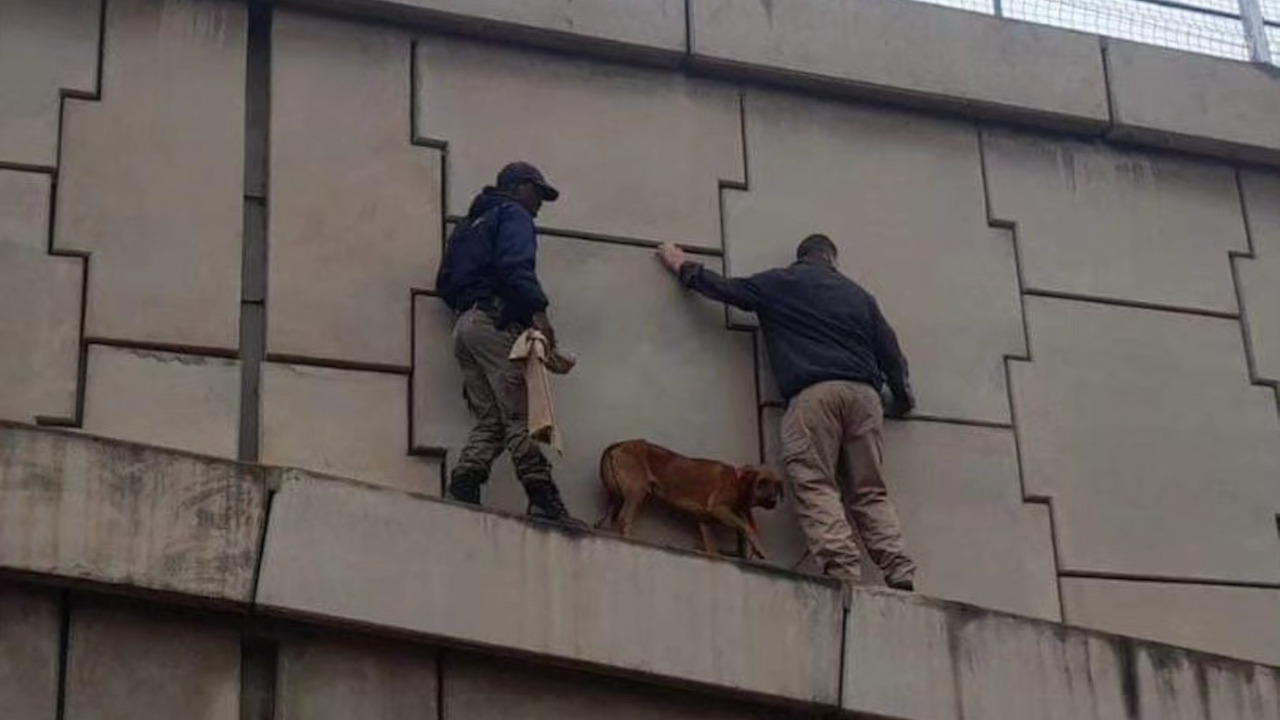 dog was rescued from a ledge