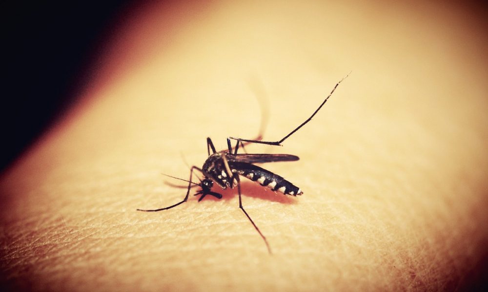 malaria cases in Gauteng