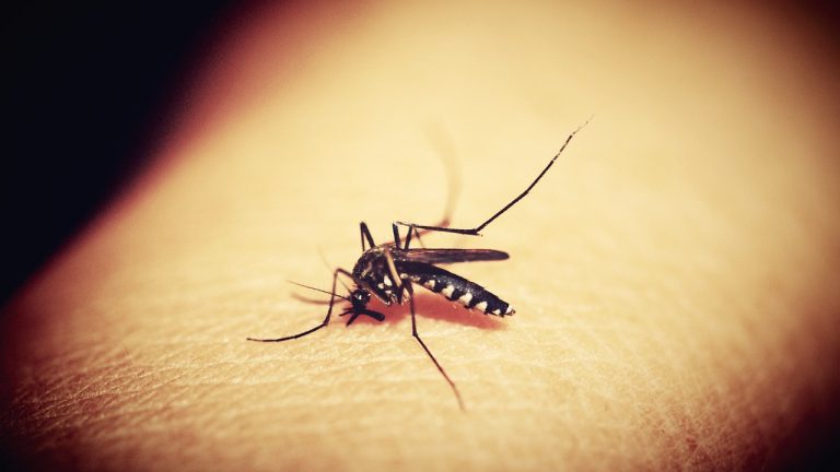 malaria cases in Gauteng