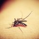 malaria cases in Gauteng