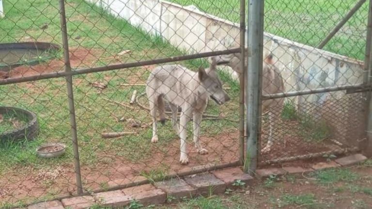 Canadian Timber wolf search continues