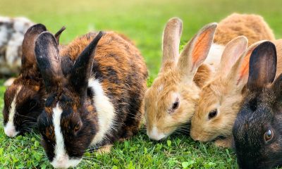 rabbits at bokkie park wiped out by virus