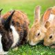 rabbits at bokkie park wiped out by virus