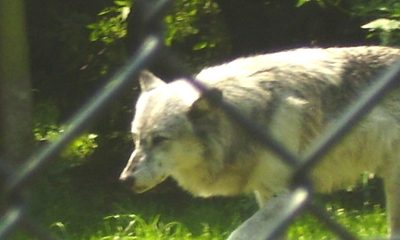 timber wolf has been safely recaptured