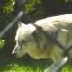 timber wolf has been safely recaptured