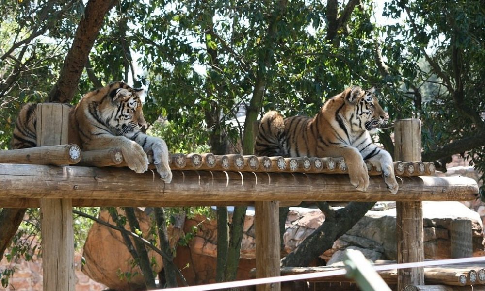 Discover the Wonders of Johannesburg’s Enchanting Zoo!